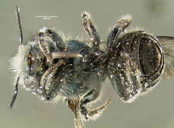 Media type: image;   Entomology 610965 Aspect: habitus ventral view
